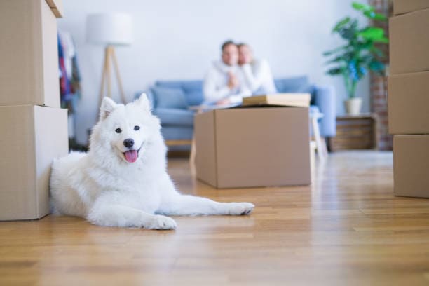 Pet Relocation